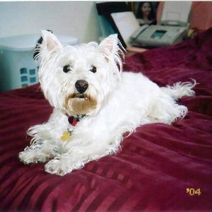 Meet your Posher, Quang